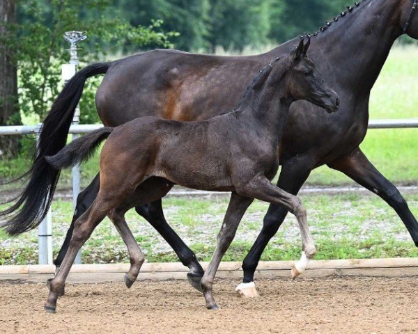 foal by Falbala (German Sport Horse, 2024, from Feliciano)