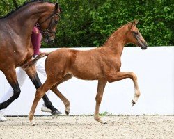 foal by Forever Red E (German Sport Horse, 2024, from Feliciano)