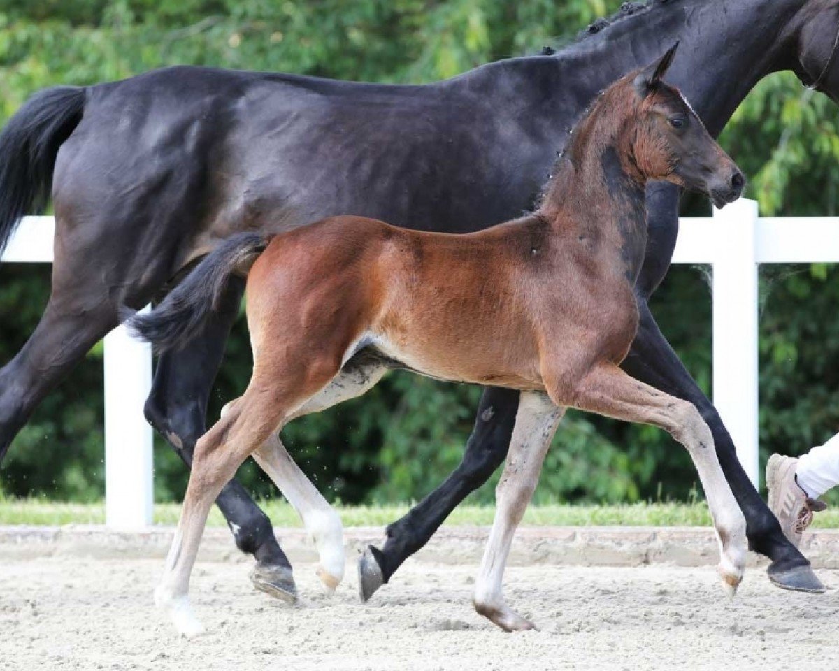 dressage horse For Diamonds DB (German Sport Horse, 2024, from For Romance I)