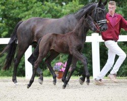 foal by Stute von Fürst Zonik PS / Beaulieu (German Sport Horse, 2024, from Fürst Zonik PS)