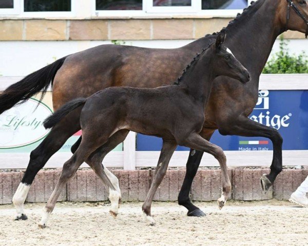 foal Galway Boy (German Sport Horse, 2024, from Galaxico)