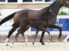 foal Galway Boy (German Sport Horse, 2024, from Galaxico)