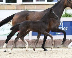 foal Galway Boy (German Sport Horse, 2024, from Galaxico)