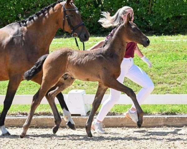 Fohlen von Glamour (Deutsches Sportpferd, 2024, von Glamdale WP)