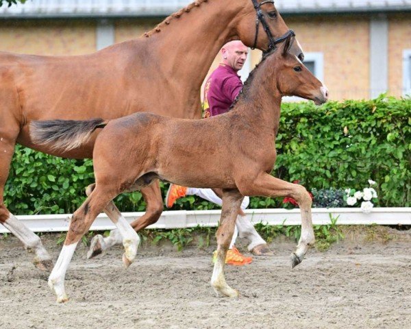 foal by Galaxico (German Sport Horse, 2024, from Glamorous)