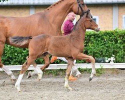 foal by Galaxico (German Sport Horse, 2024, from Glamorous)