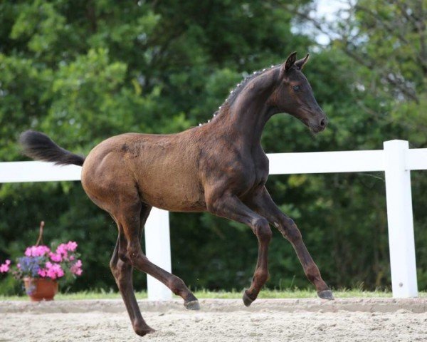 Fohlen Gina (Deutsches Sportpferd, 2024, von Glamorous)