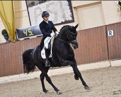 dressage horse D'Liza (Hanoverian, 2011, from Don Frederico)