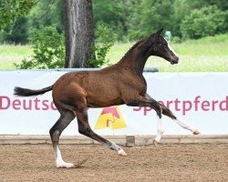 dressage horse Jurancon (German Sport Horse, 2024, from Jagger)