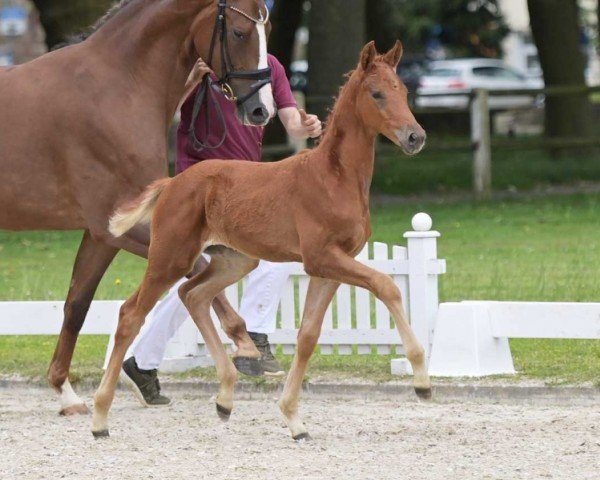 foal Klarna (German Sport Horse, 2024, from Kjento)