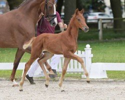 foal Klarna (German Sport Horse, 2024, from Kjento)