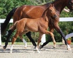 foal by Keanu Red GE (German Sport Horse, 2024, from Kjento)