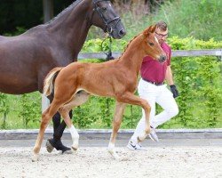 foal by Minnesota (German Sport Horse, 2024, from Blue Hors Monte Carlo Tc)