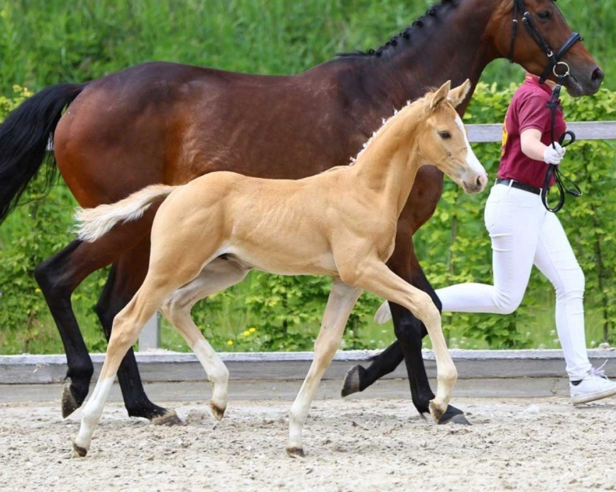 dressage horse Quattro Tarantino (German Sport Horse, 2024, from Qandide)