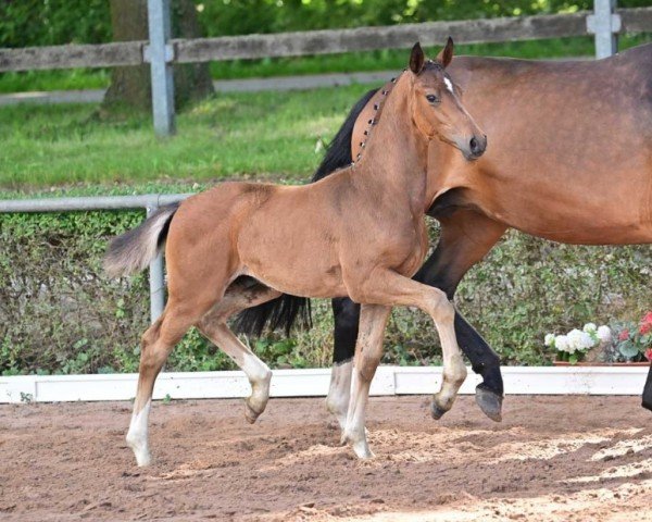 foal Skyline (German Sport Horse, 2024, from Sky)