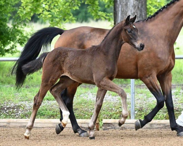 foal by Self Service (German Sport Horse, 2024, from Skyline To B)