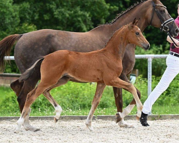 foal by Sweet Love (German Sport Horse, 2024, from Sir Gribaldi)