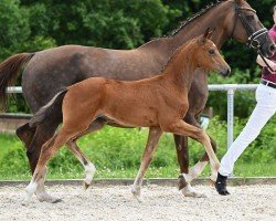 Fohlen von Sweet Love (Deutsches Sportpferd, 2024, von Sir Gribaldi)