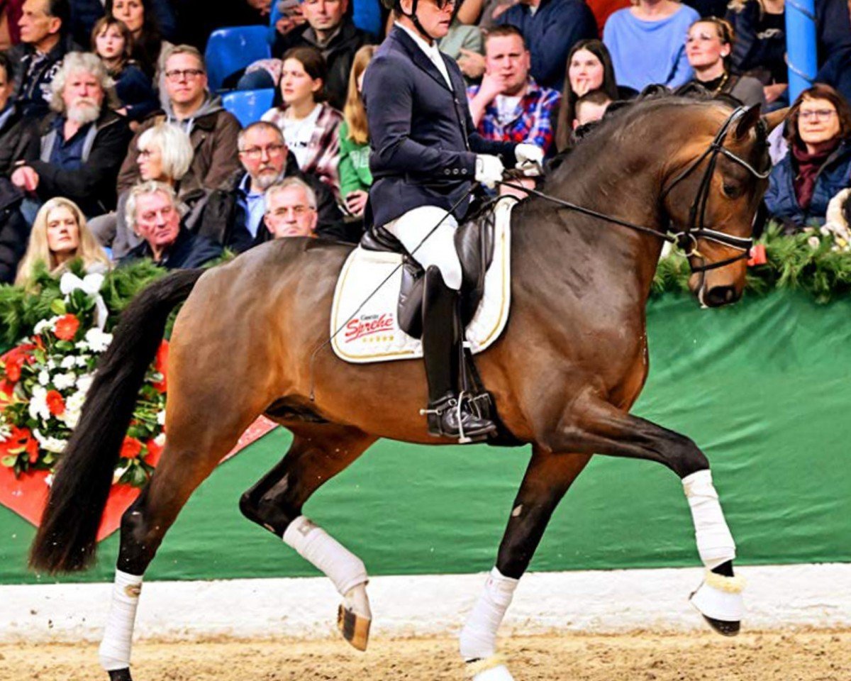 Deckhengst Sir Gribaldi (Hannoveraner, 2020, von Secret)