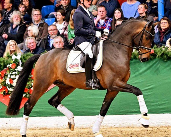 stallion Sir Gribaldi (Hanoverian, 2020, from Secret)