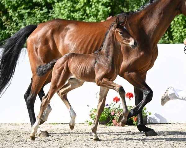 foal Something Special (German Sport Horse, 2024, from So Perfect)