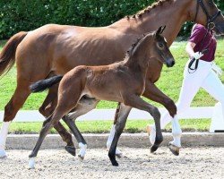 foal Special Hit (German Sport Horse, 2024, from Spielberg)