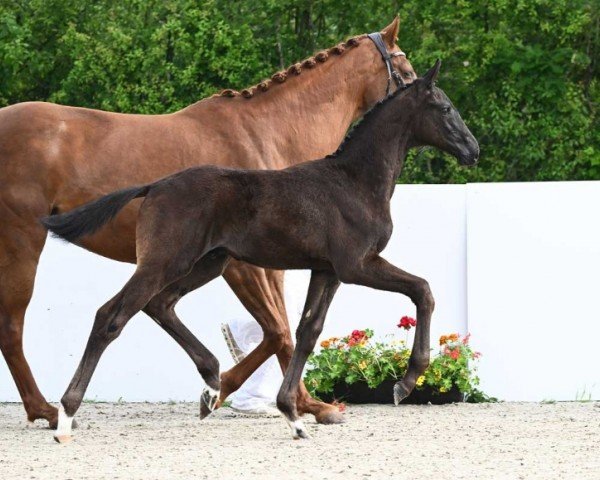 foal by Toto Nero (German Sport Horse, 2024, from Glock's Toto Jr.)