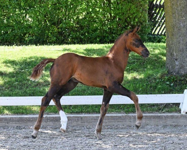 foal by Veuve Cliquot (German Sport Horse, 2024, from DSP VA Bene)