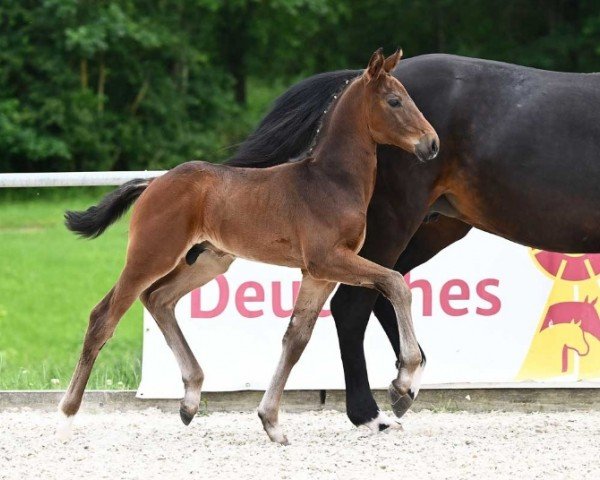 foal by Valeriano (German Sport Horse, 2024, from DSP VA Bene)