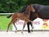 foal by Valeriano (German Sport Horse, 2024, from DSP VA Bene)