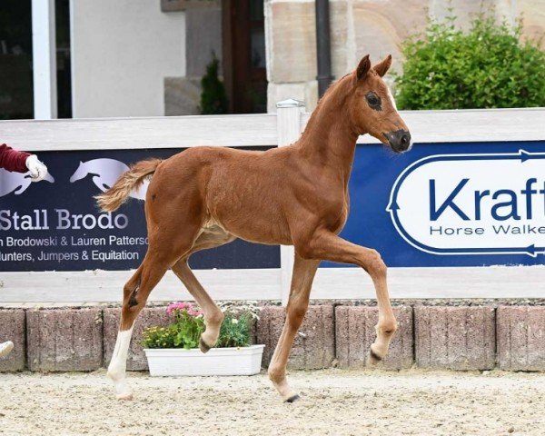 Fohlen von Stute von Va Bene / Finnigan (Deutsches Sportpferd, 2024, von DSP VA Bene)