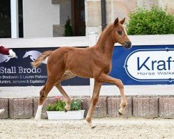 foal by Stute von Va Bene / Finnigan (German Sport Horse, 2024, from DSP VA Bene)