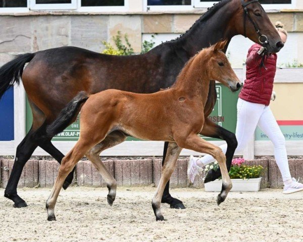 Fohlen von Versailles (Deutsches Sportpferd, 2024, von Vaderland OLD)