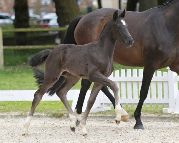 Fohlen von Vanta (Deutsches Sportpferd, 2024, von Vangelis)