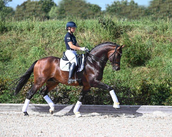 stallion Vangelis (German Sport Horse, 2018, from Vitalis)