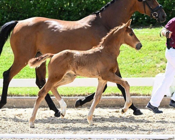 foal by Verona (German Sport Horse, 2024, from Vangelis)