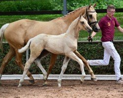 foal by Vito Gold (German Sport Horse, 2024, from Villeroy)