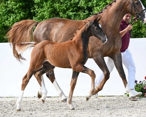 foal by Valentin (German Sport Horse, 2024, from Vitalis)