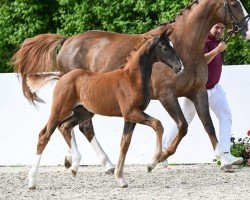 Fohlen von Valentin (Deutsches Sportpferd, 2024, von Vitalis)