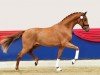 stallion Villeroy (Oldenburg, 2020, from Viva Gold OLD)