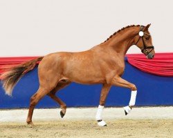 stallion Villeroy (Oldenburg, 2020, from Viva Gold OLD)