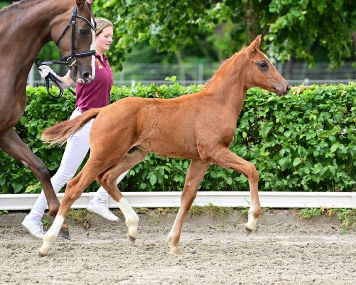 dressage horse Valdez (German Sport Horse, 2024, from Vitalos FRH)