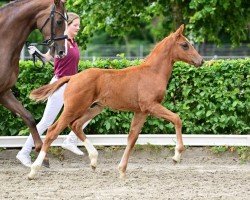 foal by Valdez (German Sport Horse, 2024, from Vitalos FRH)