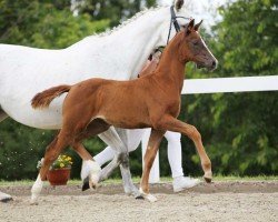 foal by Stute von Viva Romance PS / Renier (German Sport Horse, 2024, from Viva Romance PS OLD)