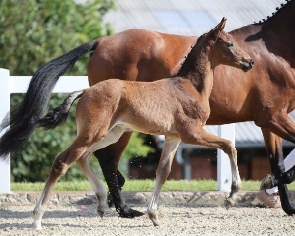 foal by Venturo GE (German Sport Horse, 2024, from V-Power)