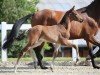 foal by Venturo GE (German Sport Horse, 2024, from V-Power)