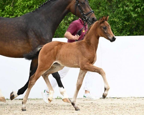 foal by Venezuela (German Sport Horse, 2024, from V-Power)