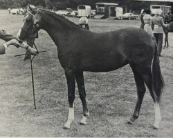 horse Keston Carissima (Welsh Partbred, 1978, from Wingrove Minkino)