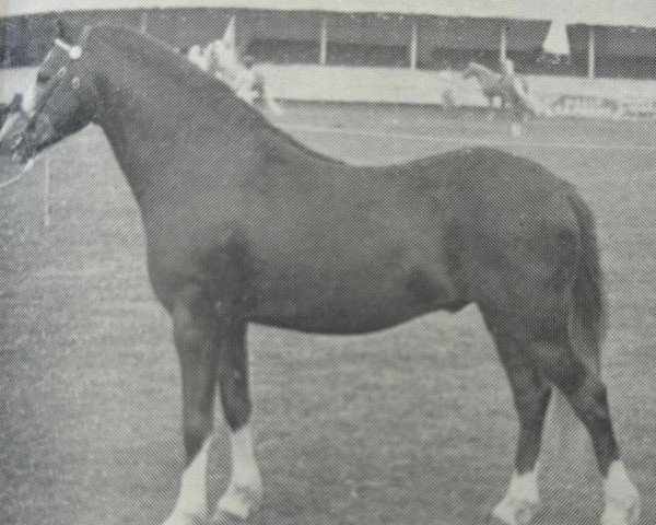 stallion Kirby Cane Shuttlecock (Welsh-Pony (Section B), 1954, from Bryntirion Rowan)