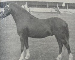 Deckhengst Kirby Cane Shuttlecock (Welsh Pony (Sek.B), 1954, von Bryntirion Rowan)